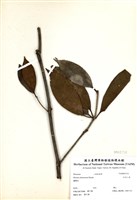 藏品(臺灣八角)的圖片